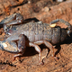 Australian Rainforest Scorpion. (Image: Mark Marathon/Wikimedia Commons)